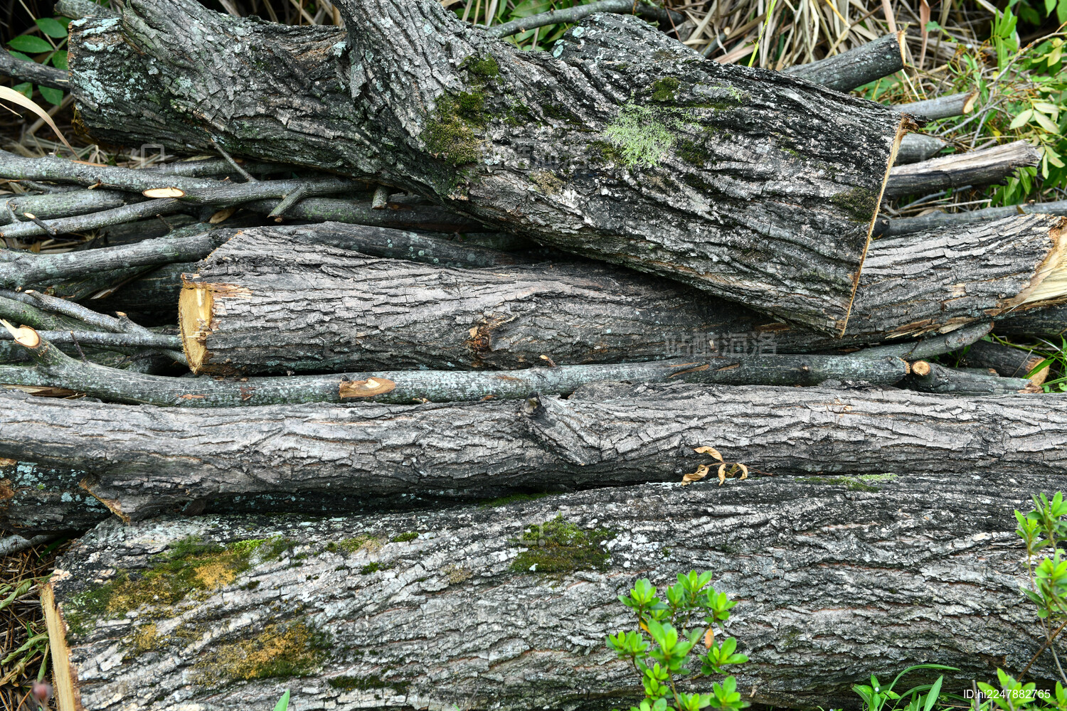 树木砍伐植被破坏