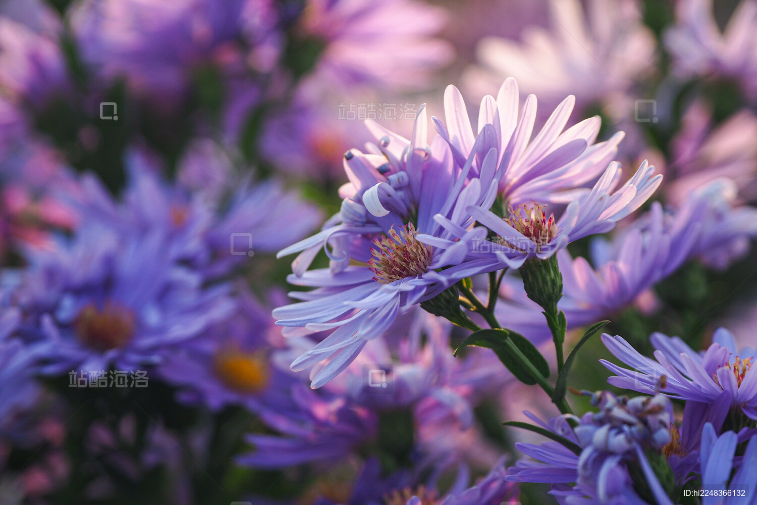 明暗对比下的部分被照亮的茂密紫菀花丛