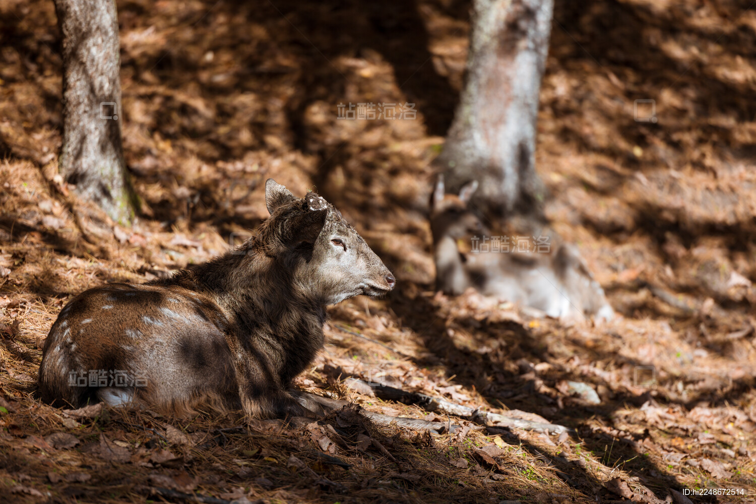 伊春金山鹿苑森林中的小鹿野生动物画面