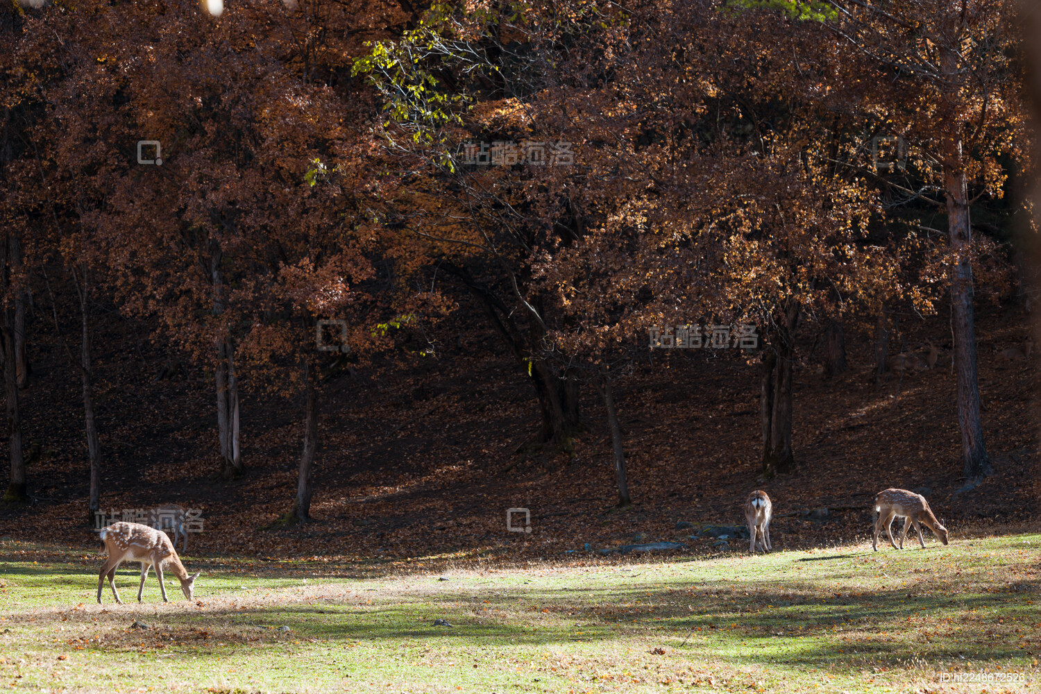 伊春金山鹿苑森林中的小鹿野生动物画面