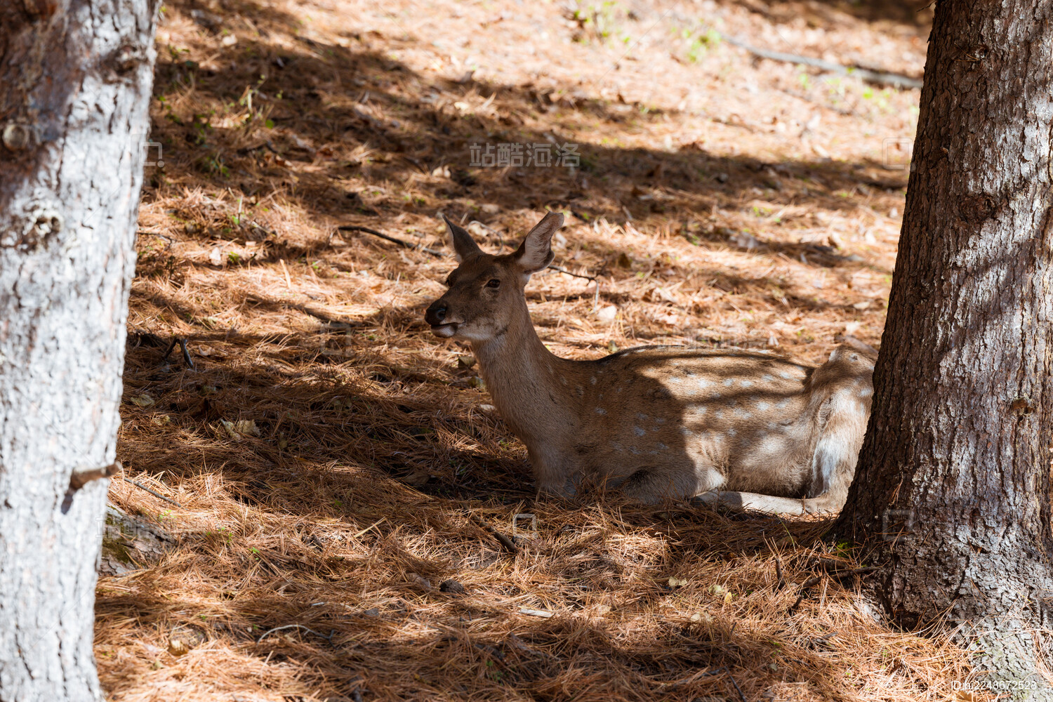 伊春金山鹿苑森林中的小鹿野生动物画面