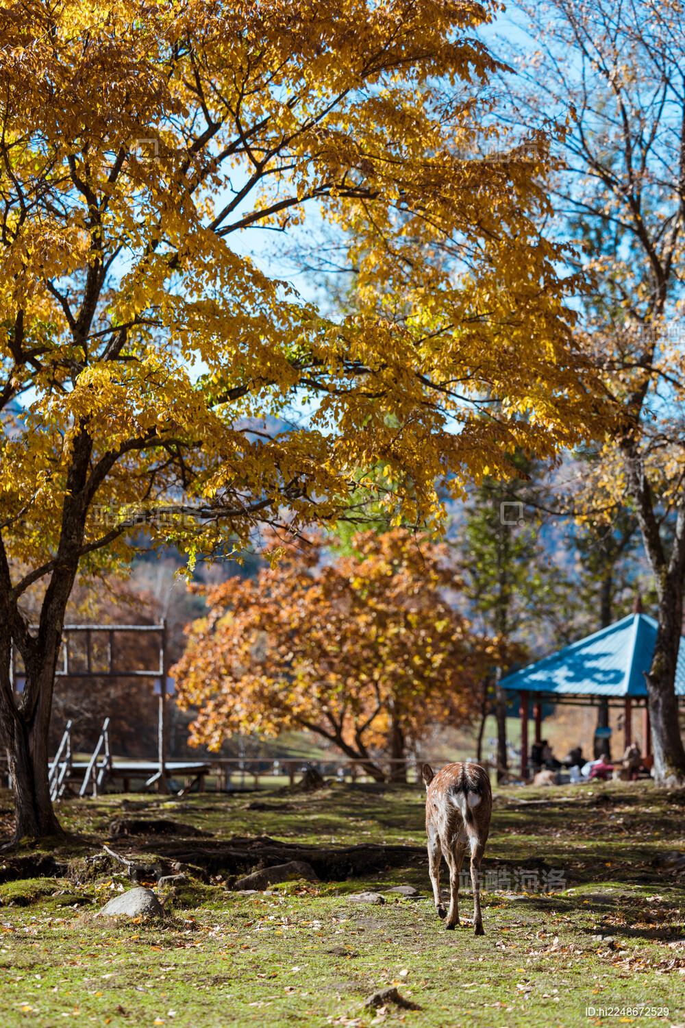 伊春金山鹿苑森林中的小鹿野生动物画面