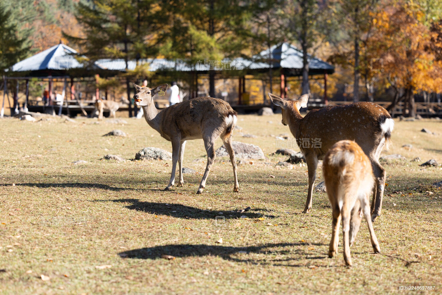 伊春金山鹿苑森林中的小鹿野生动物画面
