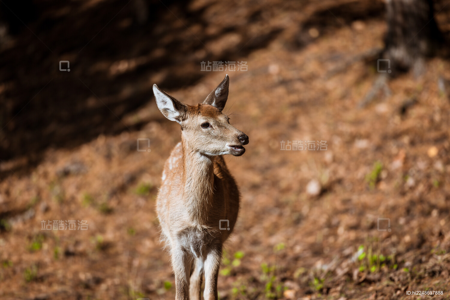伊春金山鹿苑森林中的小鹿野生动物画面