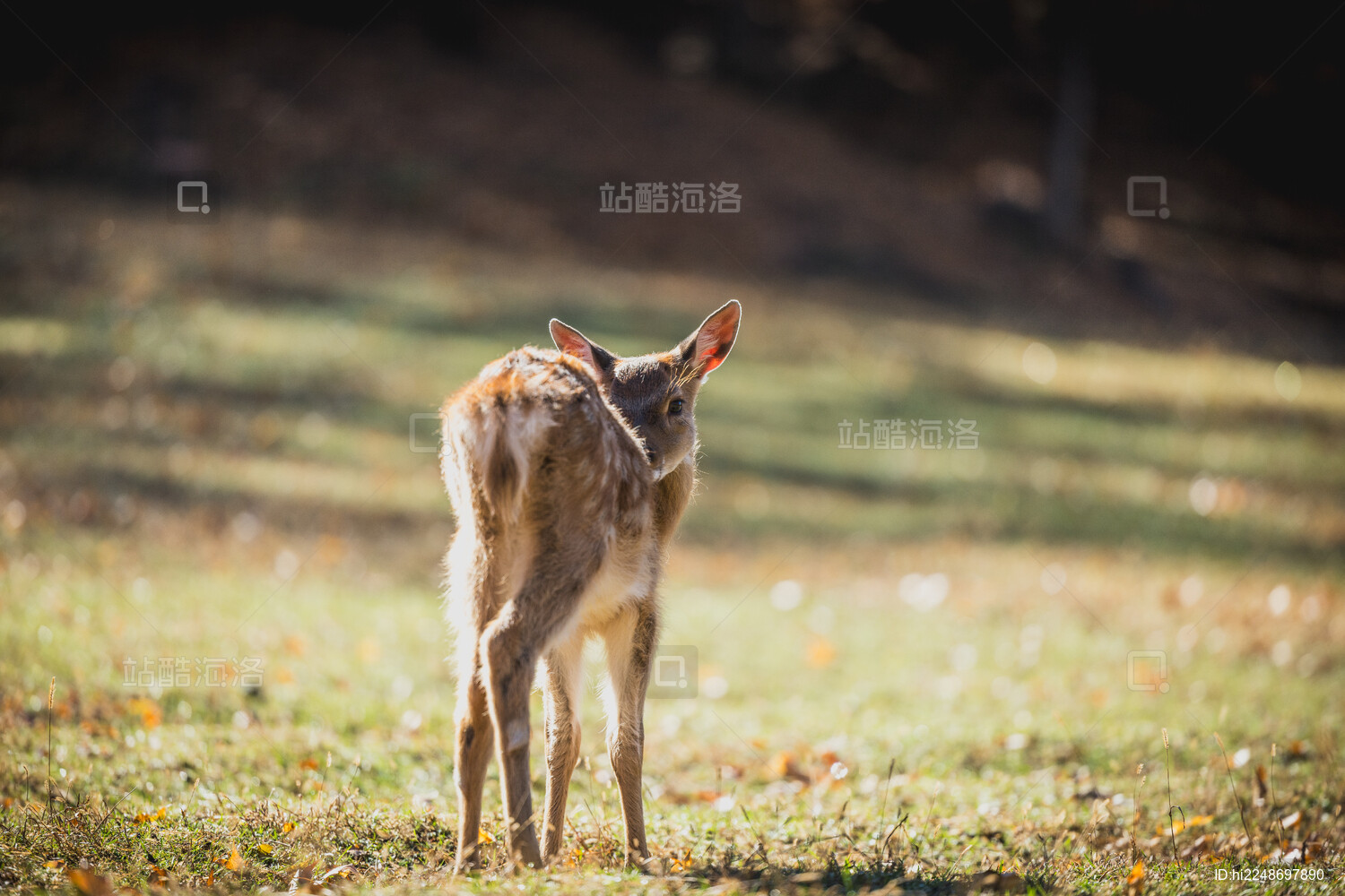 伊春金山鹿苑森林中的小鹿野生动物画面