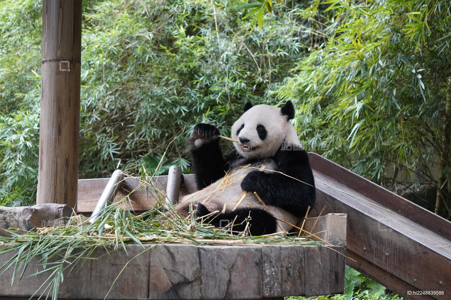 野生动物  大熊猫