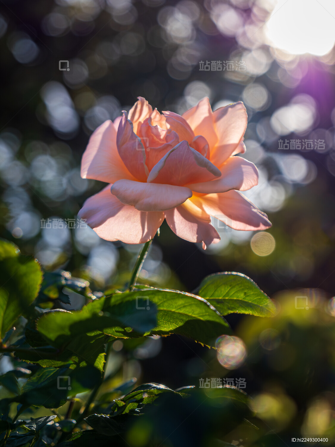 夕阳逆光中的粉色月季花