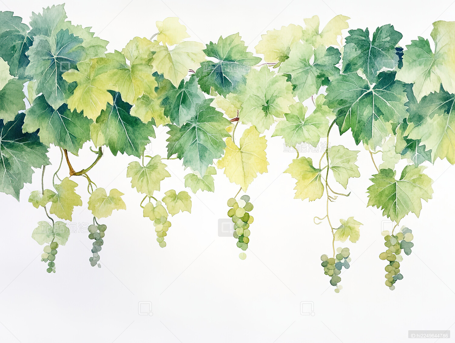 白色背景上的葡萄特写镜头