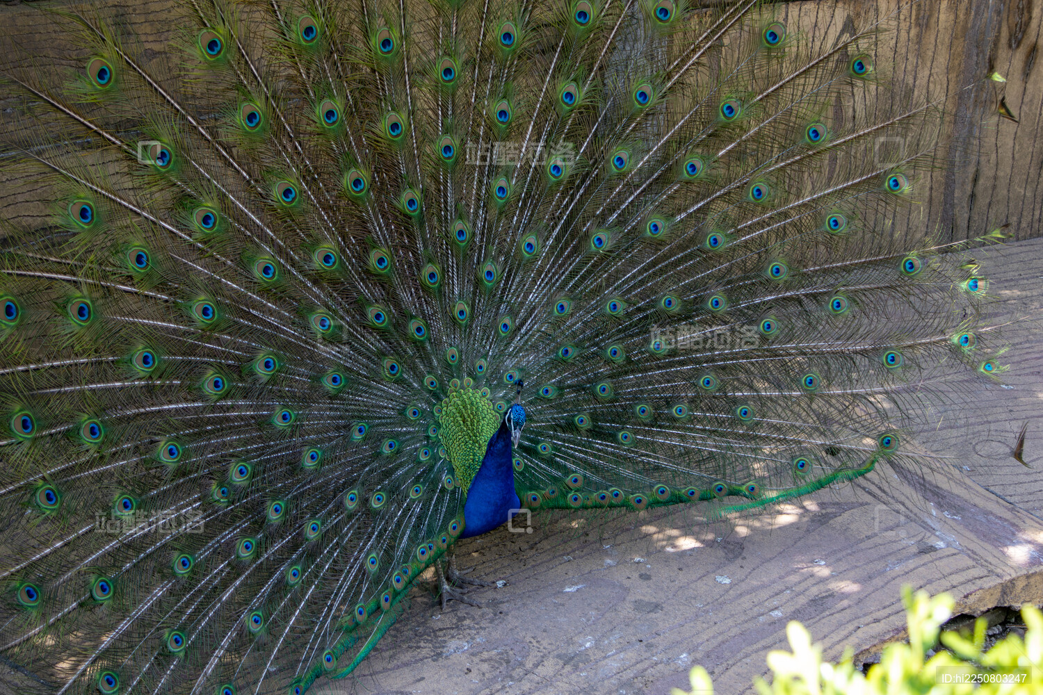 美丽的蓝孔雀开屏