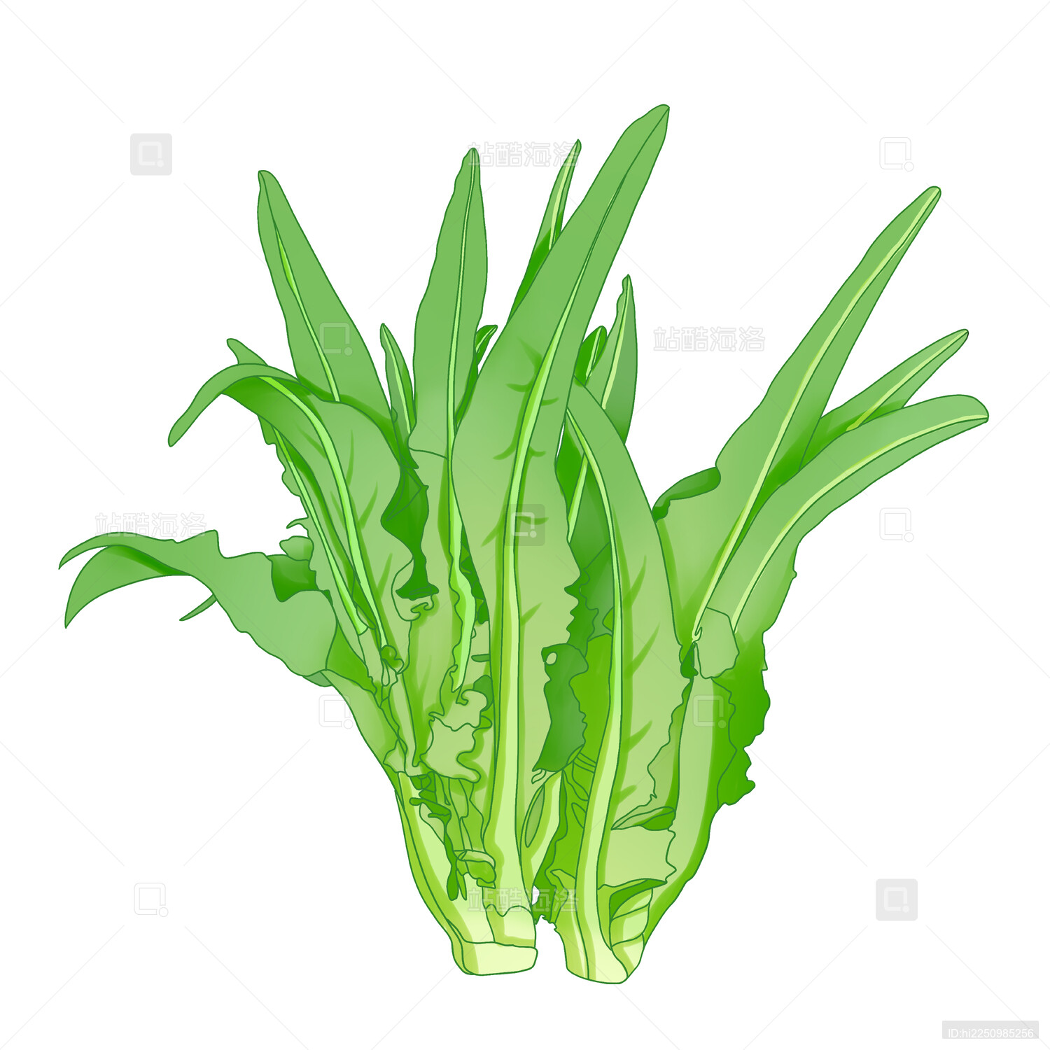 油麦菜蔬菜插画