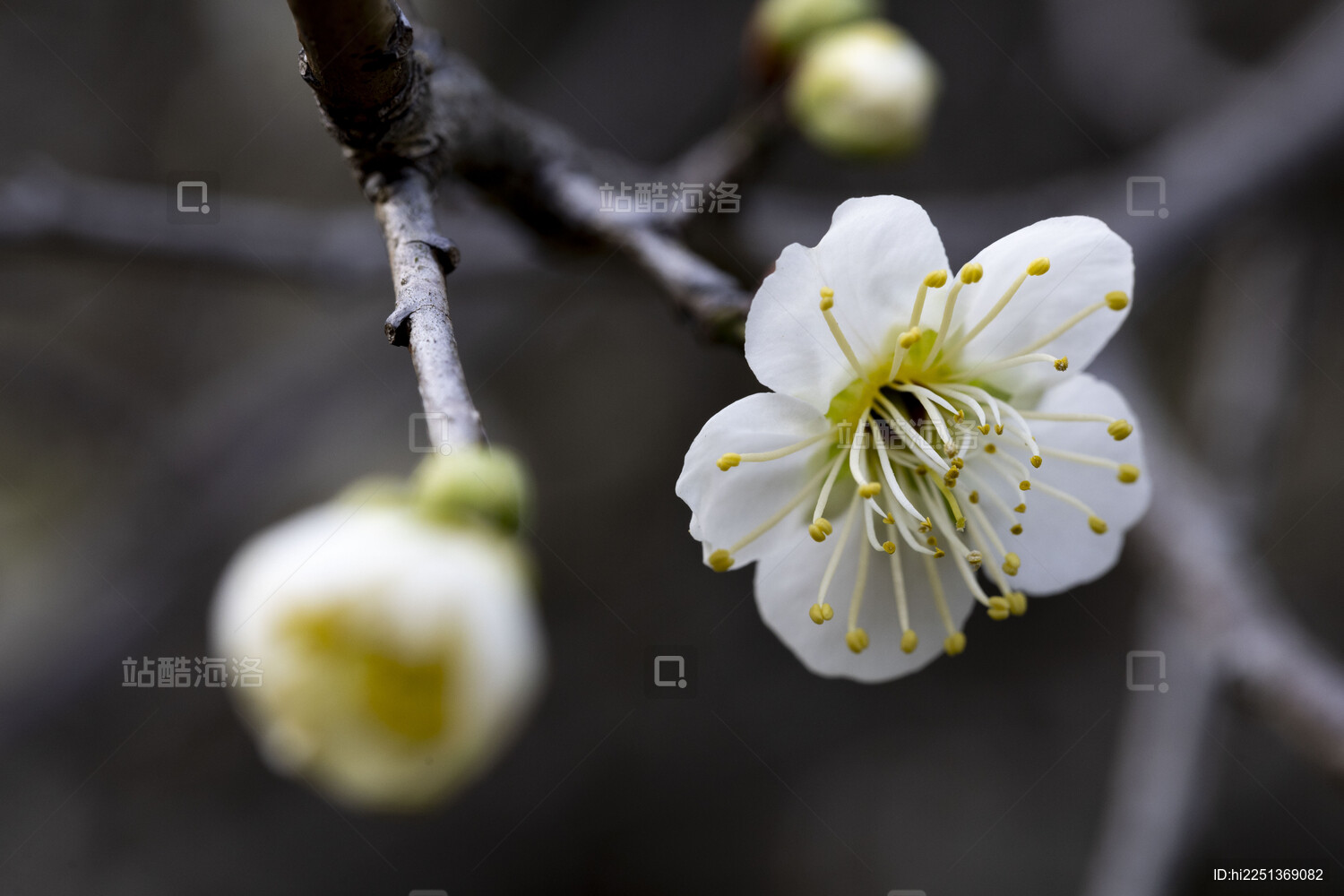 杭州植物园灵峰探梅景区白梅花