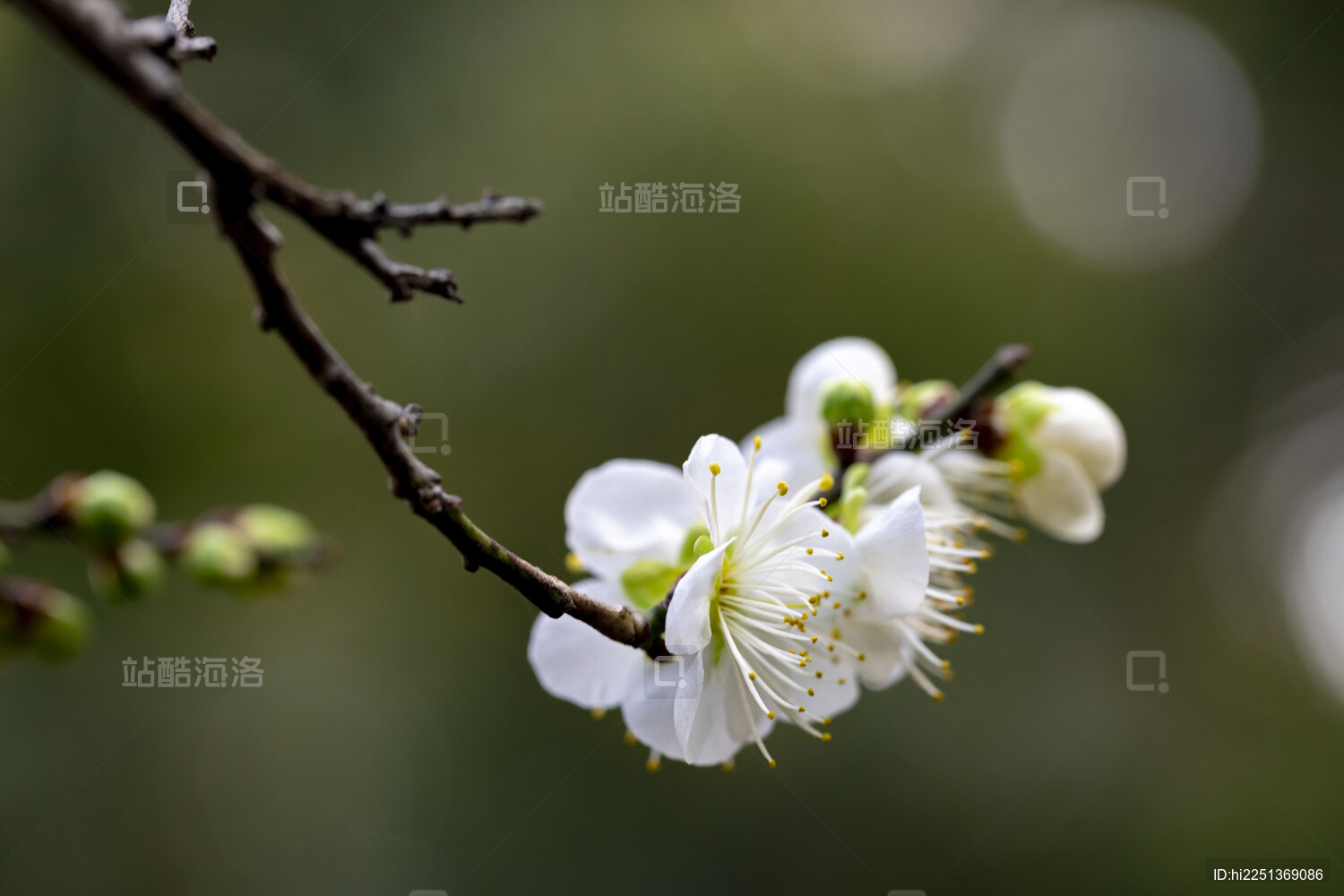 杭州植物园灵峰探梅景区白梅花