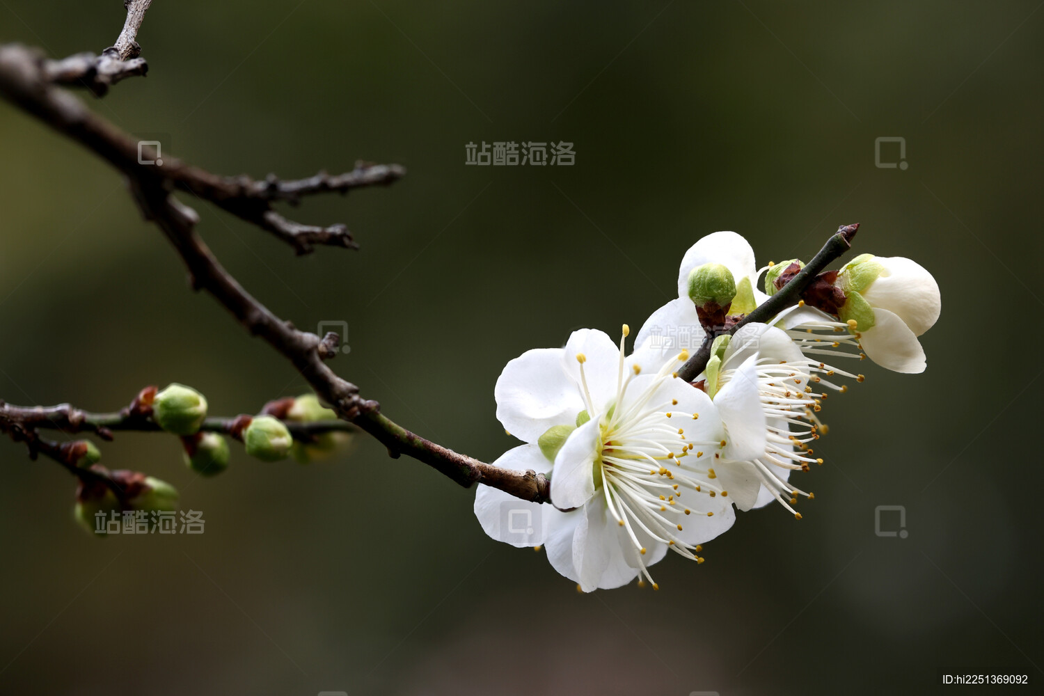 杭州植物园灵峰探梅景区白梅花