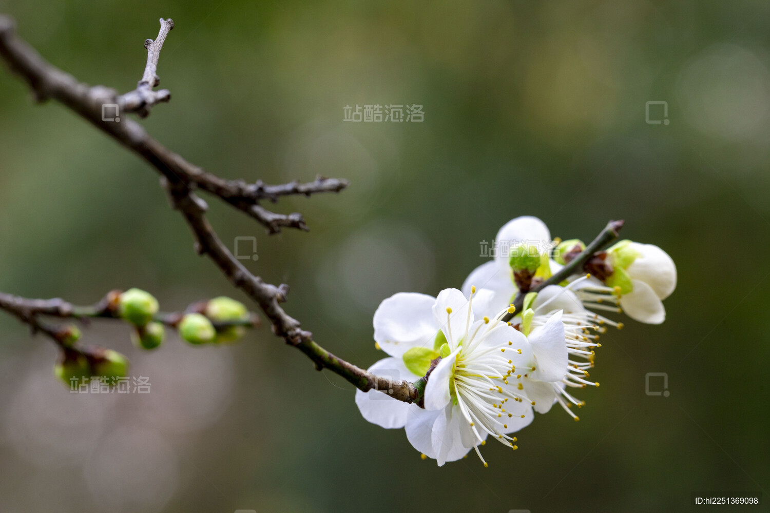 杭州植物园灵峰探梅景区白梅花