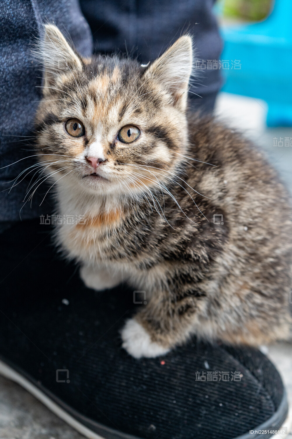 小猫特写 表情呆萌可爱