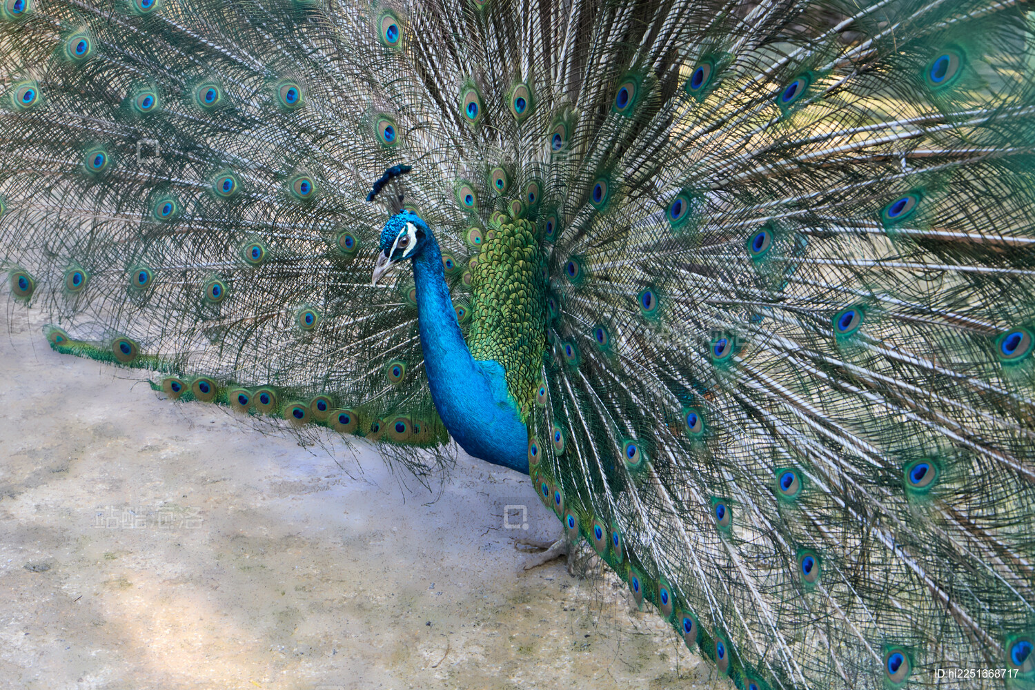 孔雀张开羽毛开屏求偶