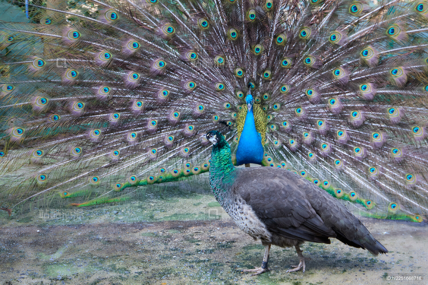 孔雀张开羽毛开屏求偶