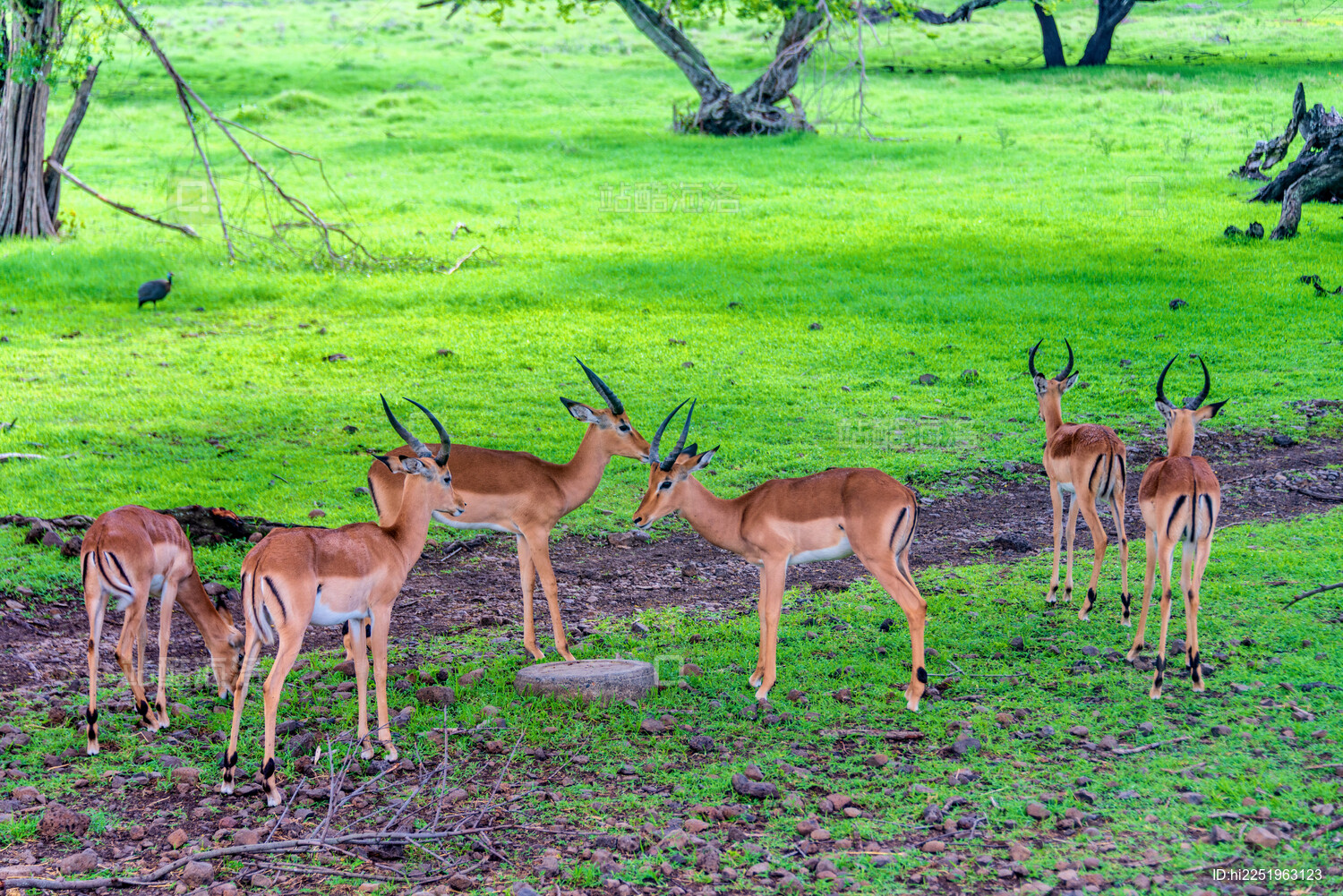 非洲毛里求斯卡塞拉自然公园的羚羊