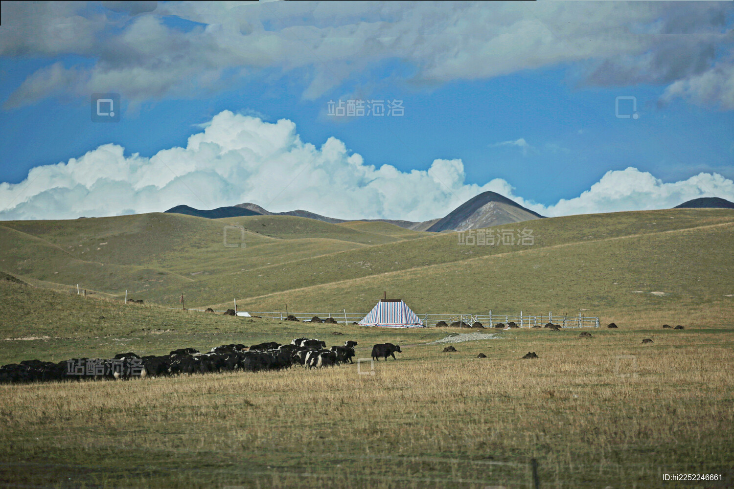 大草原上的牛群
