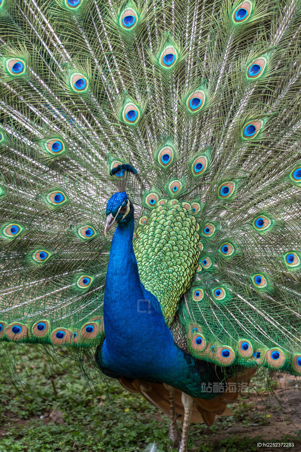 广州动物园里孔雀开屏的惊艳瞬间