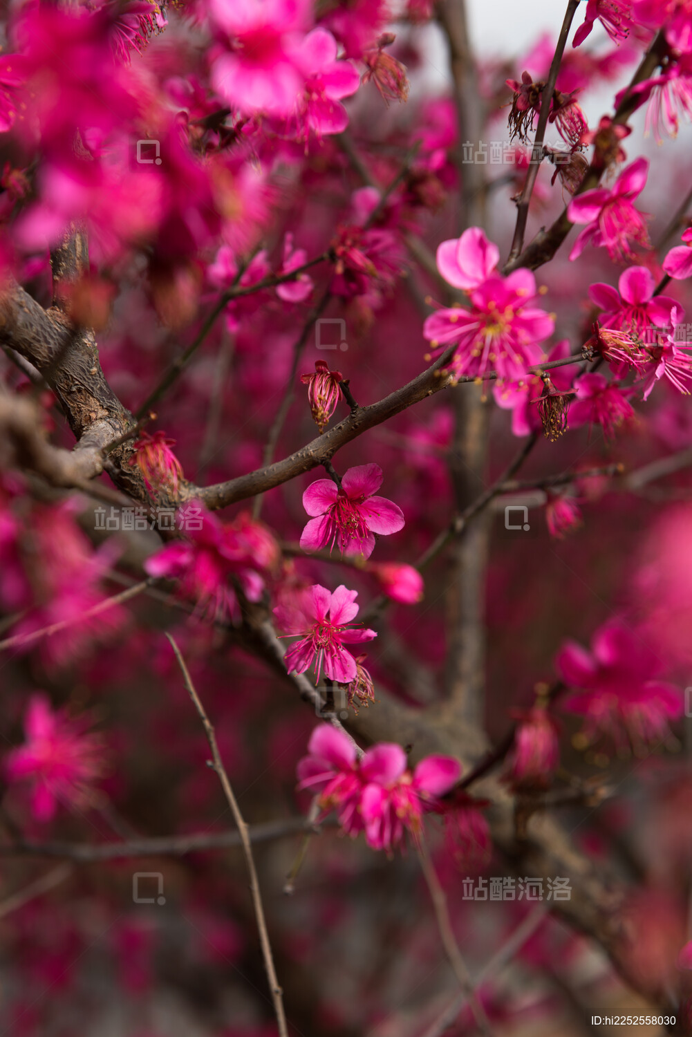 襄阳月亮湾公园里的单瓣朱砂梅花
