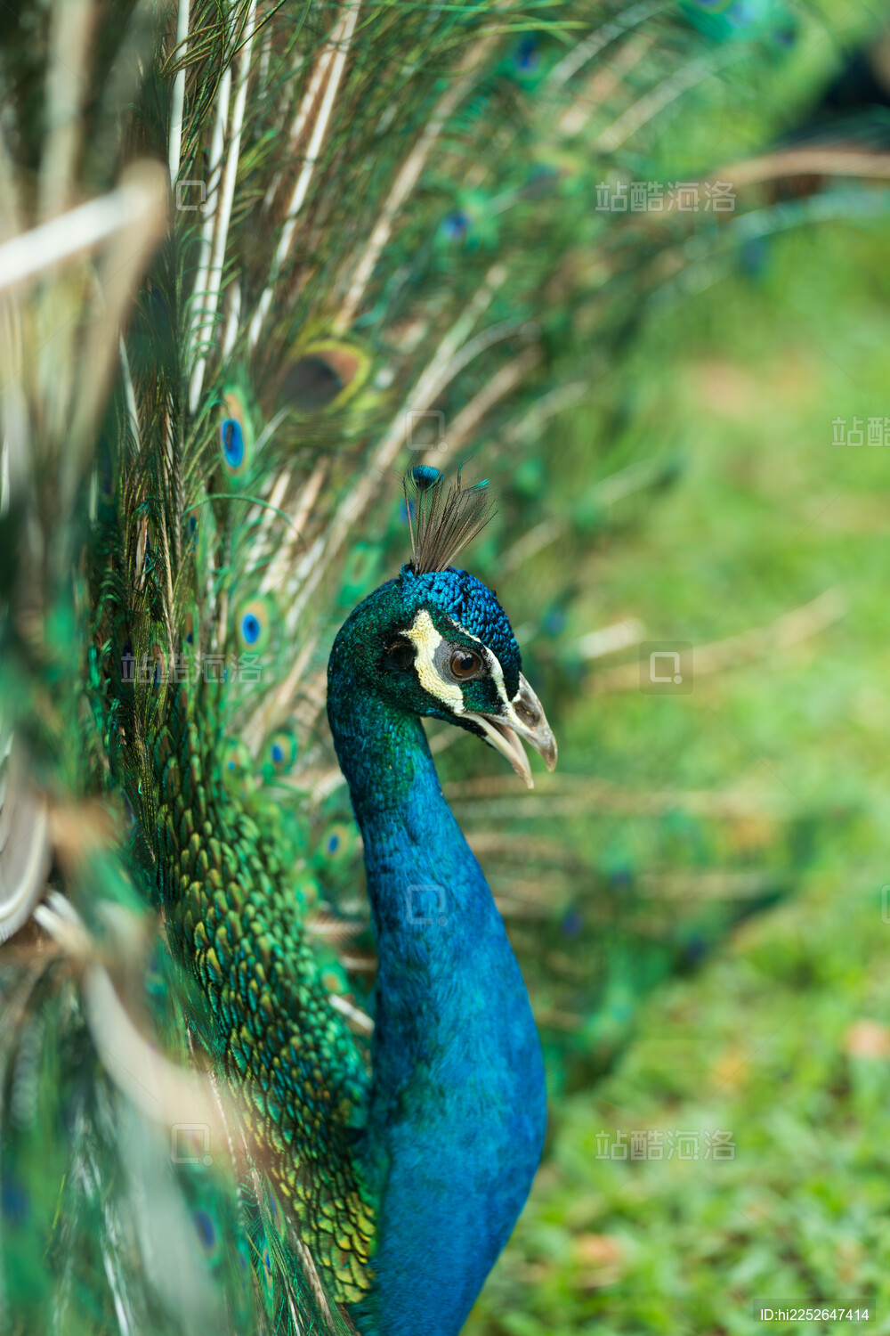 孔雀开屏特写