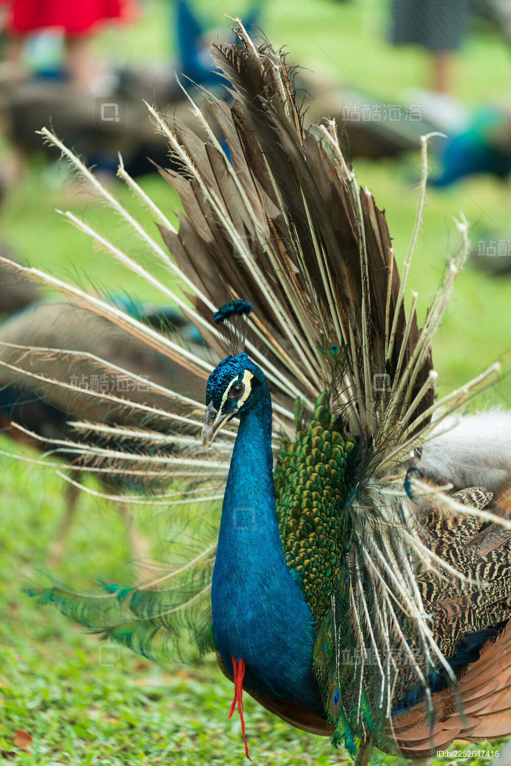 孔雀开屏特写