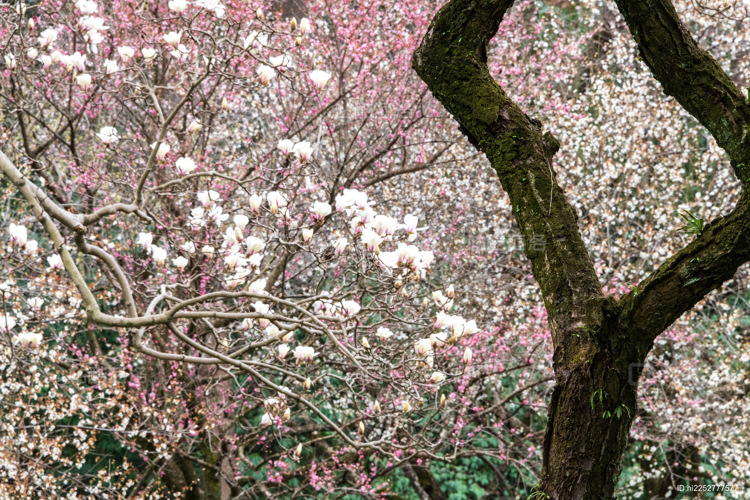 杭州植物园灵峰探梅