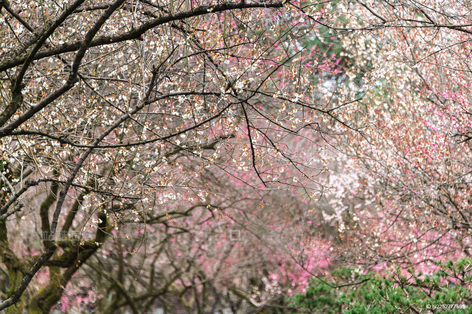 杭州植物园灵峰探梅