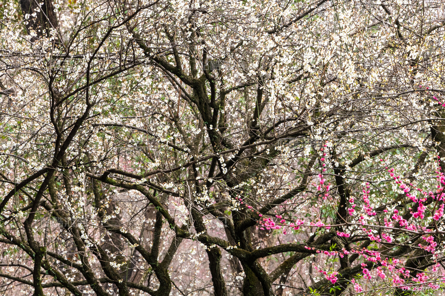杭州植物园灵峰探梅