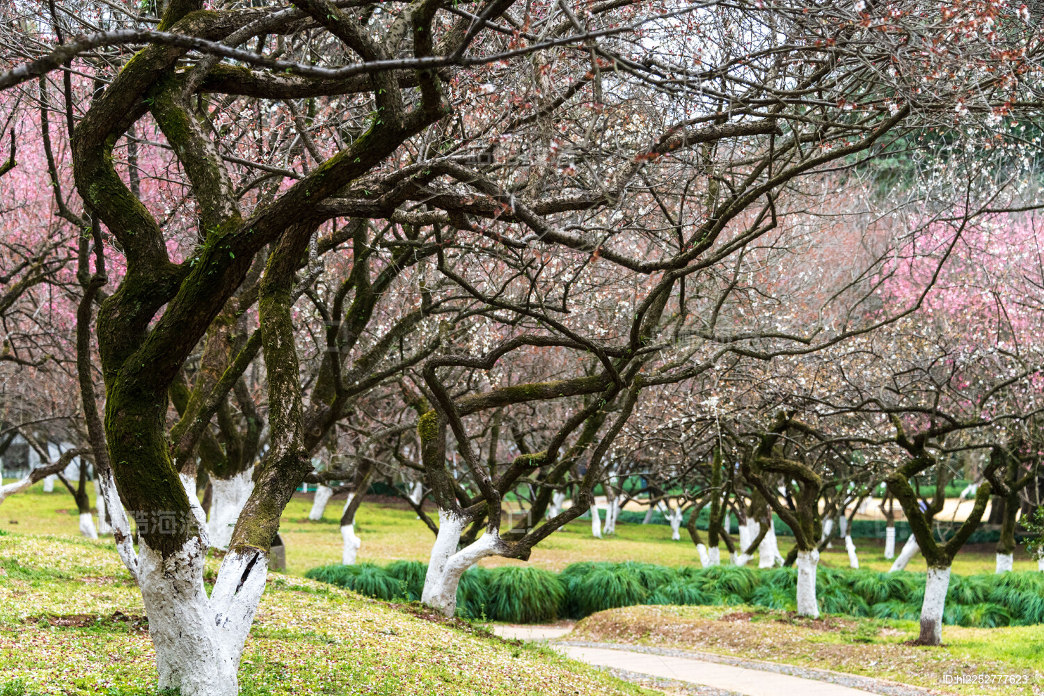 杭州植物园灵峰探梅