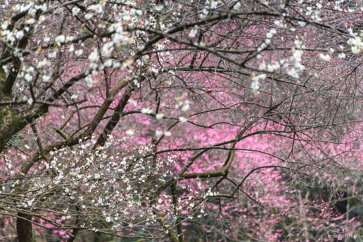 杭州植物园灵峰探梅