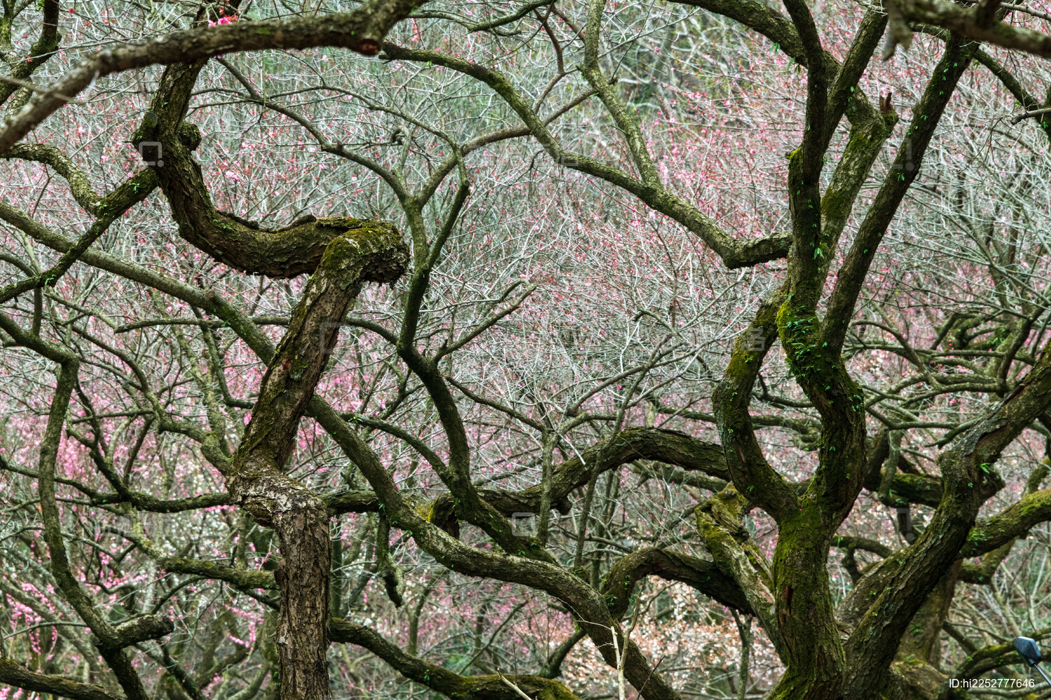 杭州植物园灵峰探梅