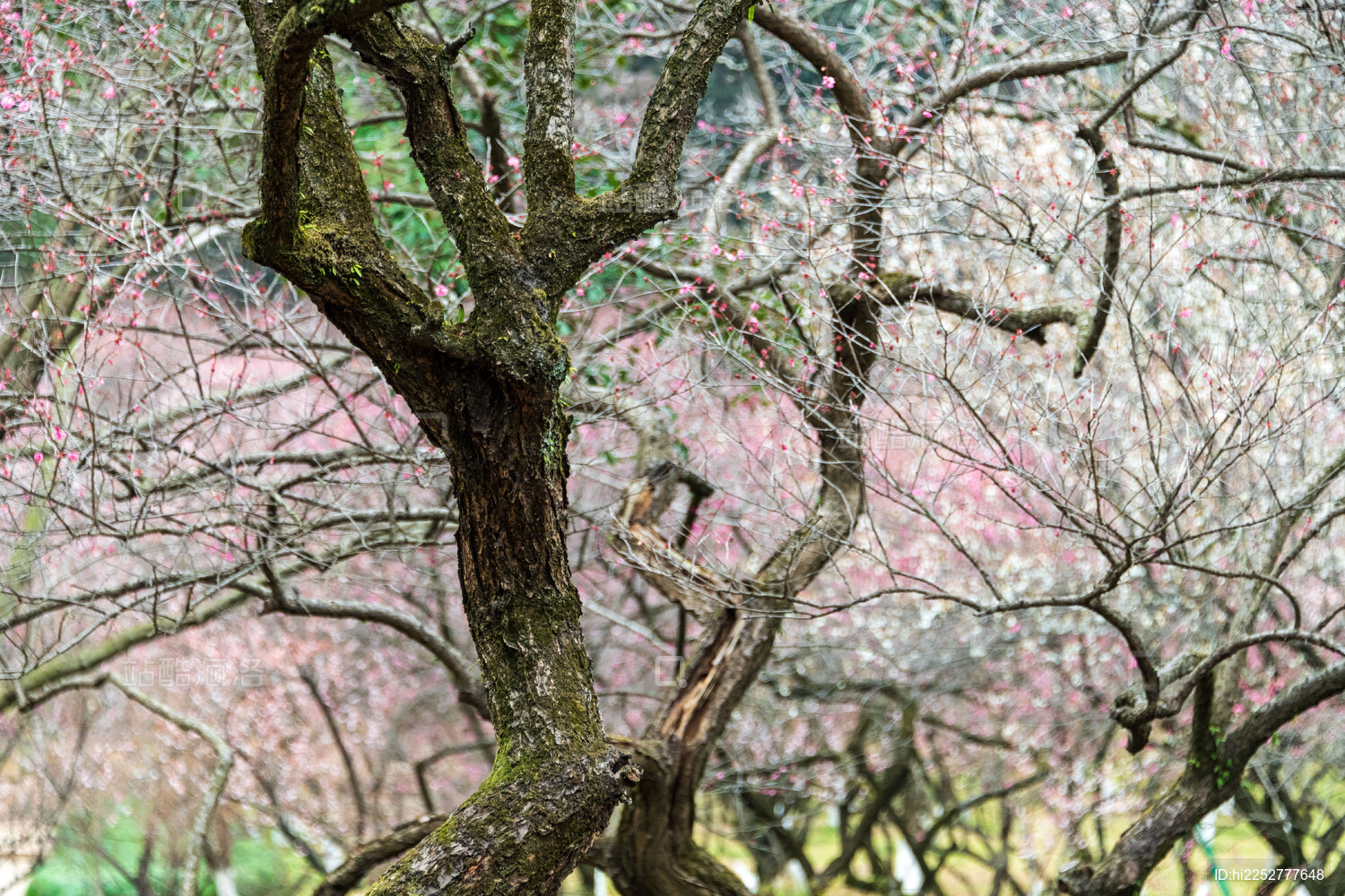 杭州植物园灵峰探梅