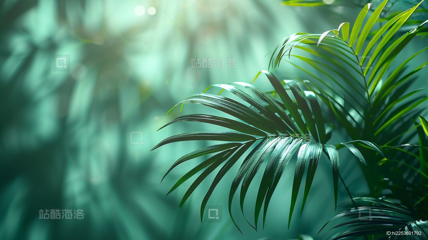 手影 palm leaf shadow