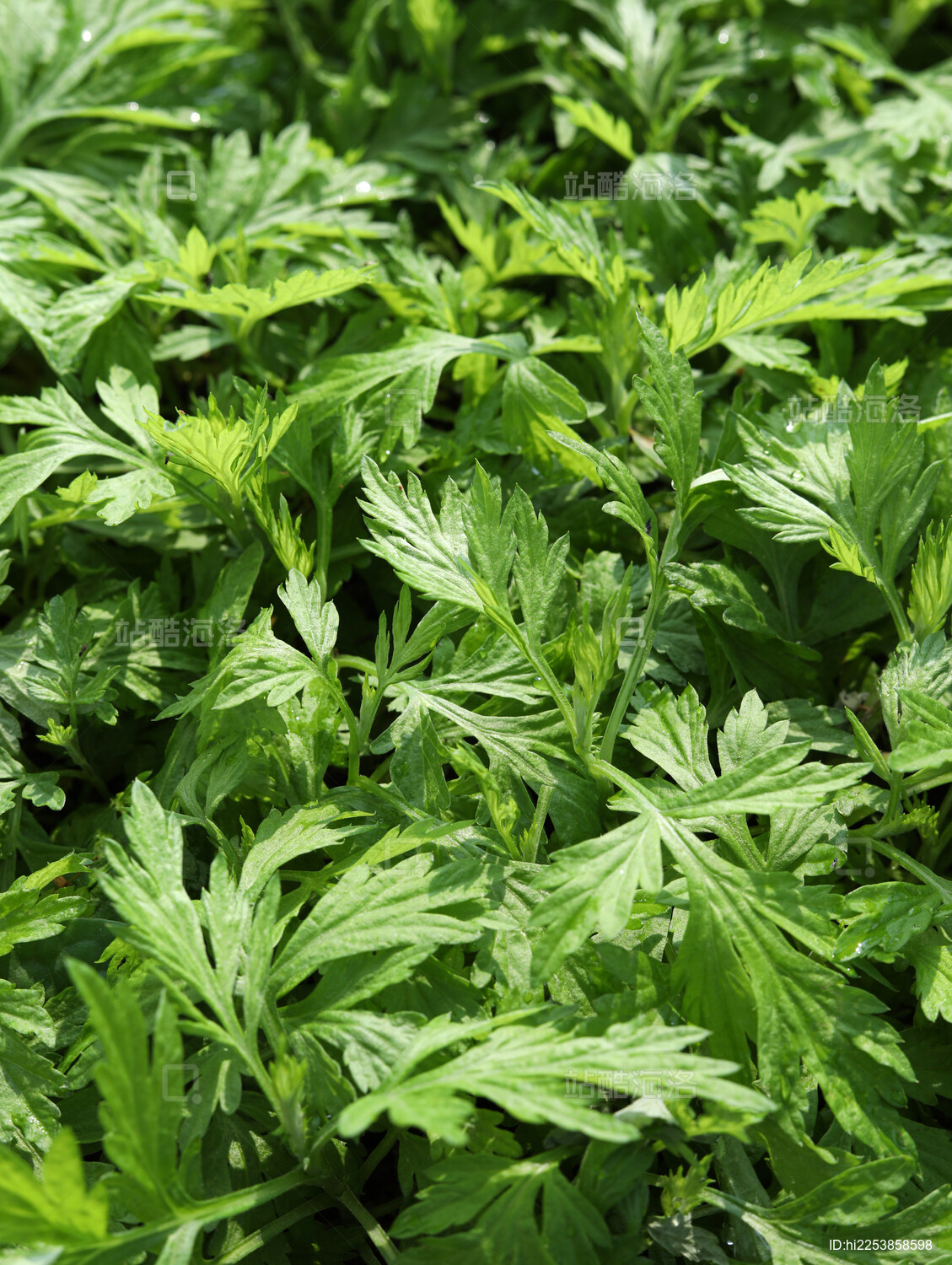 满画幅端午节绿色草药中药材植物艾草艾叶