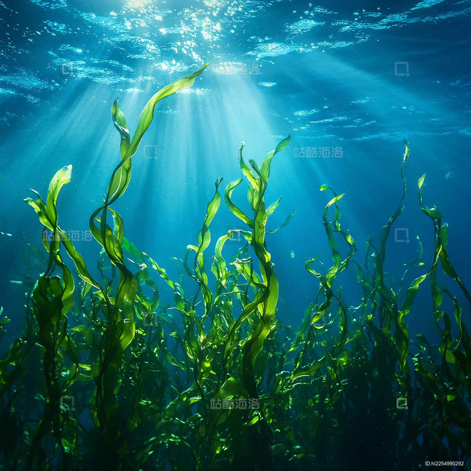 站酷海洛_正版图片_视频_字体_音乐素材交易平台