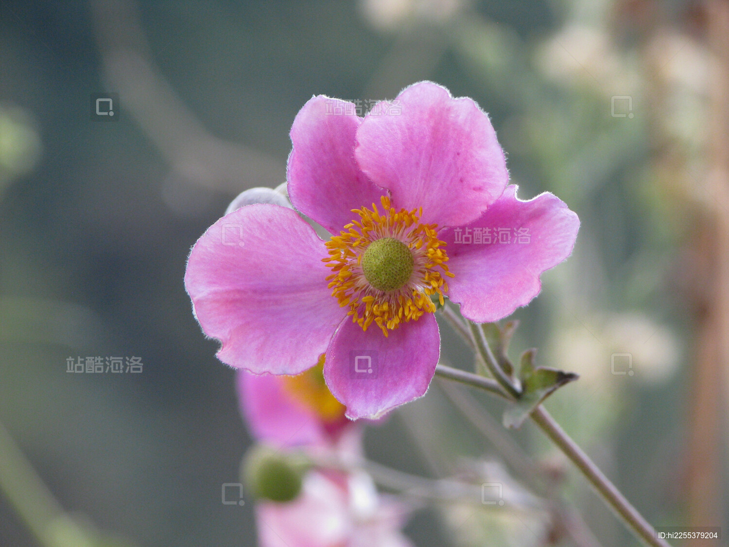 毛茛科植物打破碗花花