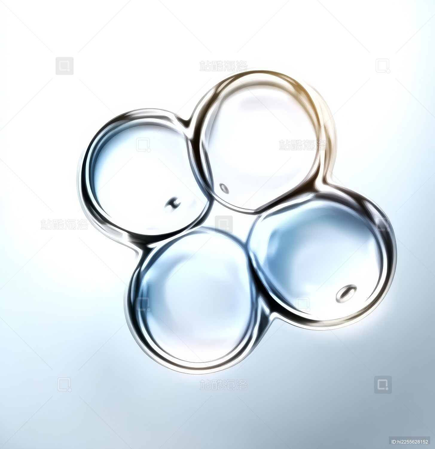 四细胞期胚胎显微镜图像