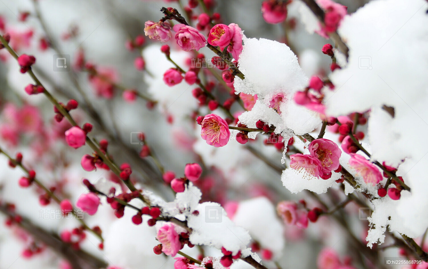 雪映梅花景如画