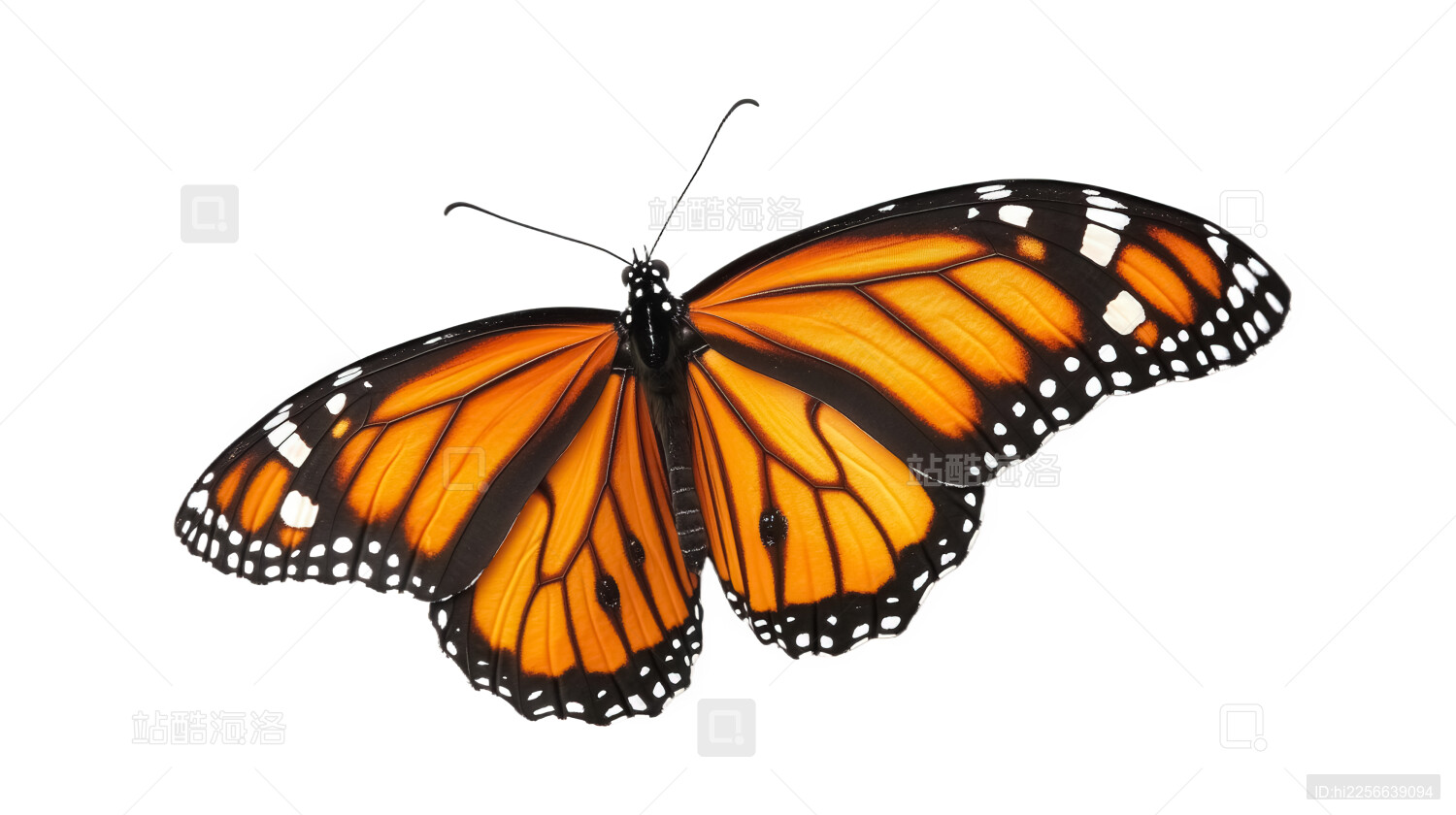 翩翩起舞的帝王斑蝶