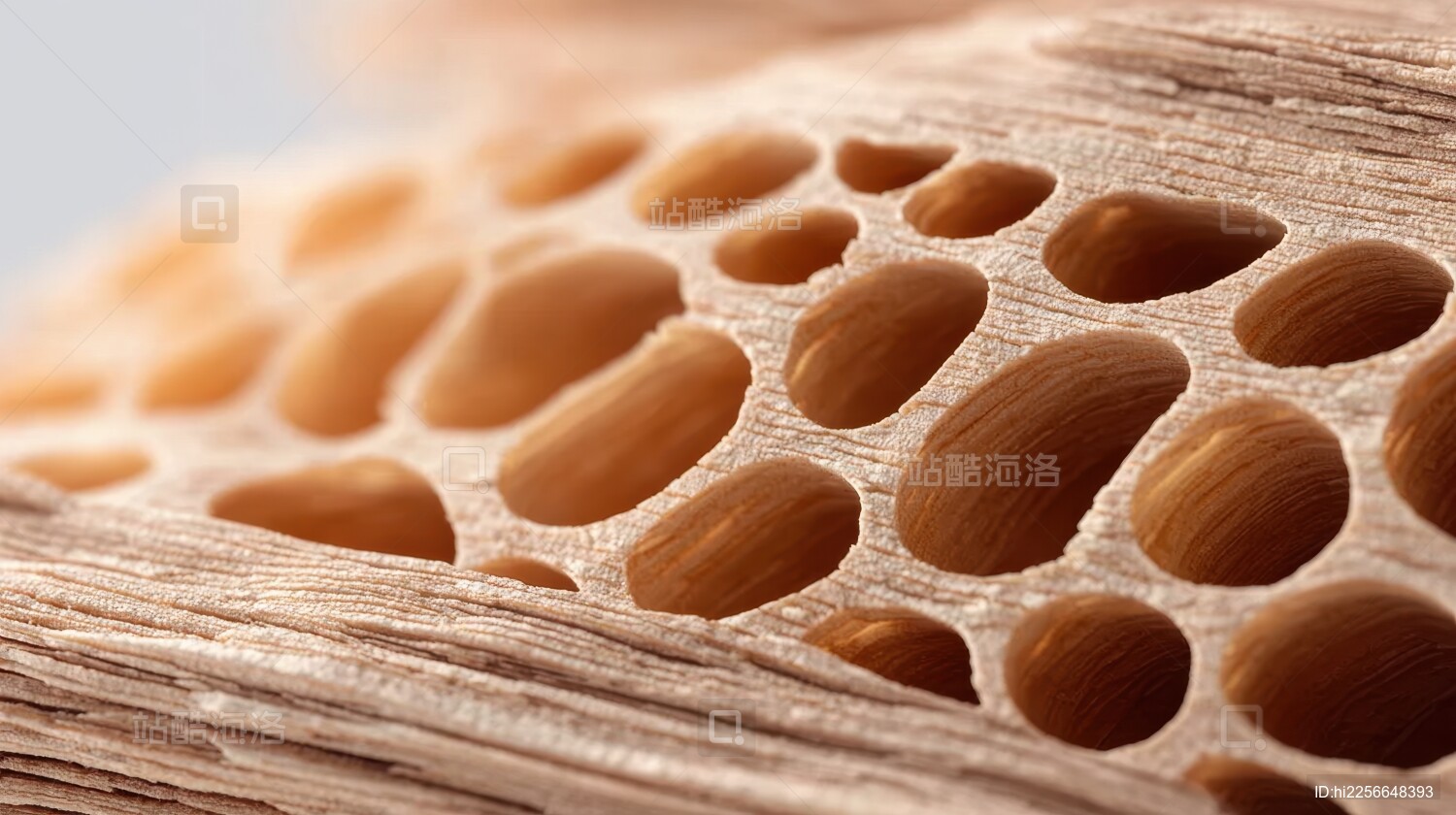 有机蜂窝状结构的微观特写