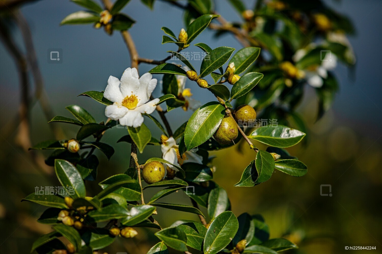 湖北竹山:万亩油茶"抱子怀胎"