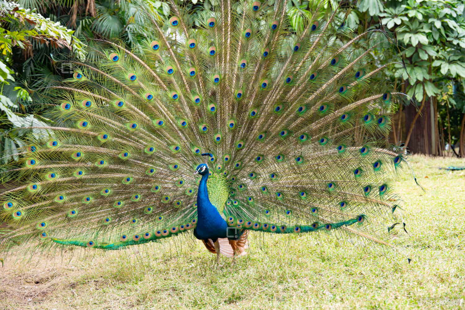 漂亮孔雀开屏