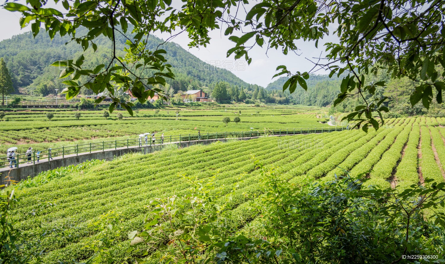 福建南平武夷山燕子窠茶园