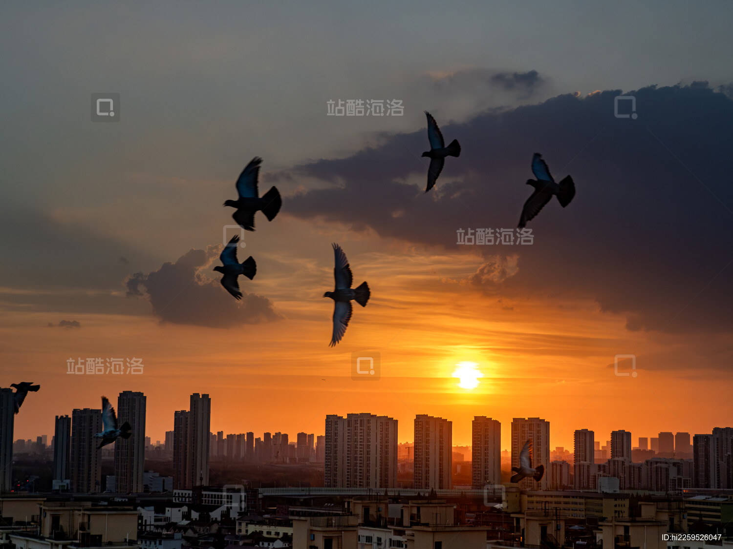 黄昏日落下的鸽子和城市剪影