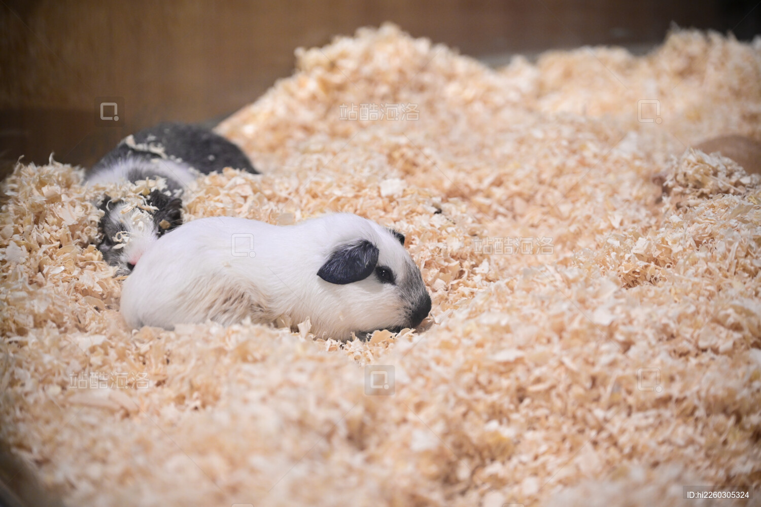 玻璃笼里木屑中的可爱黑白仓鼠