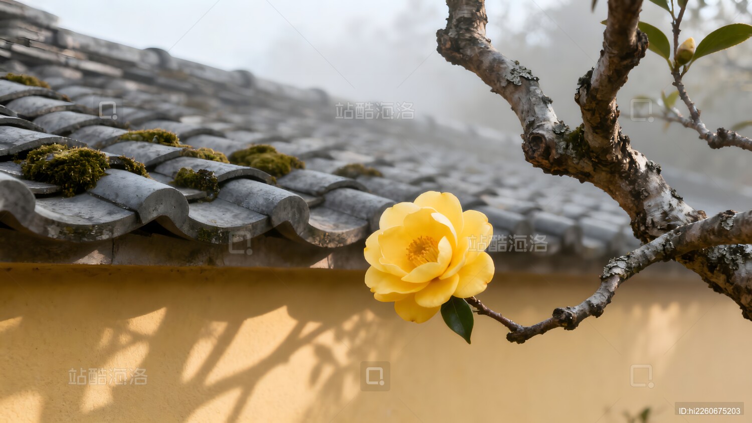 黄色花朵与传统屋檐