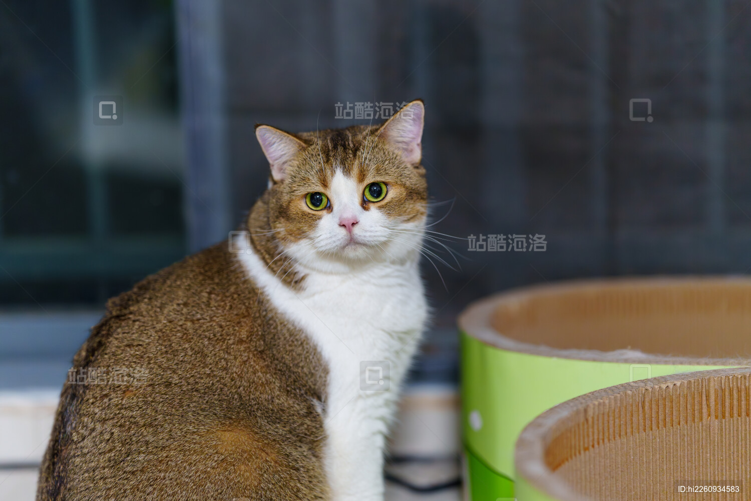 呆萌可爱的棕白猫咪