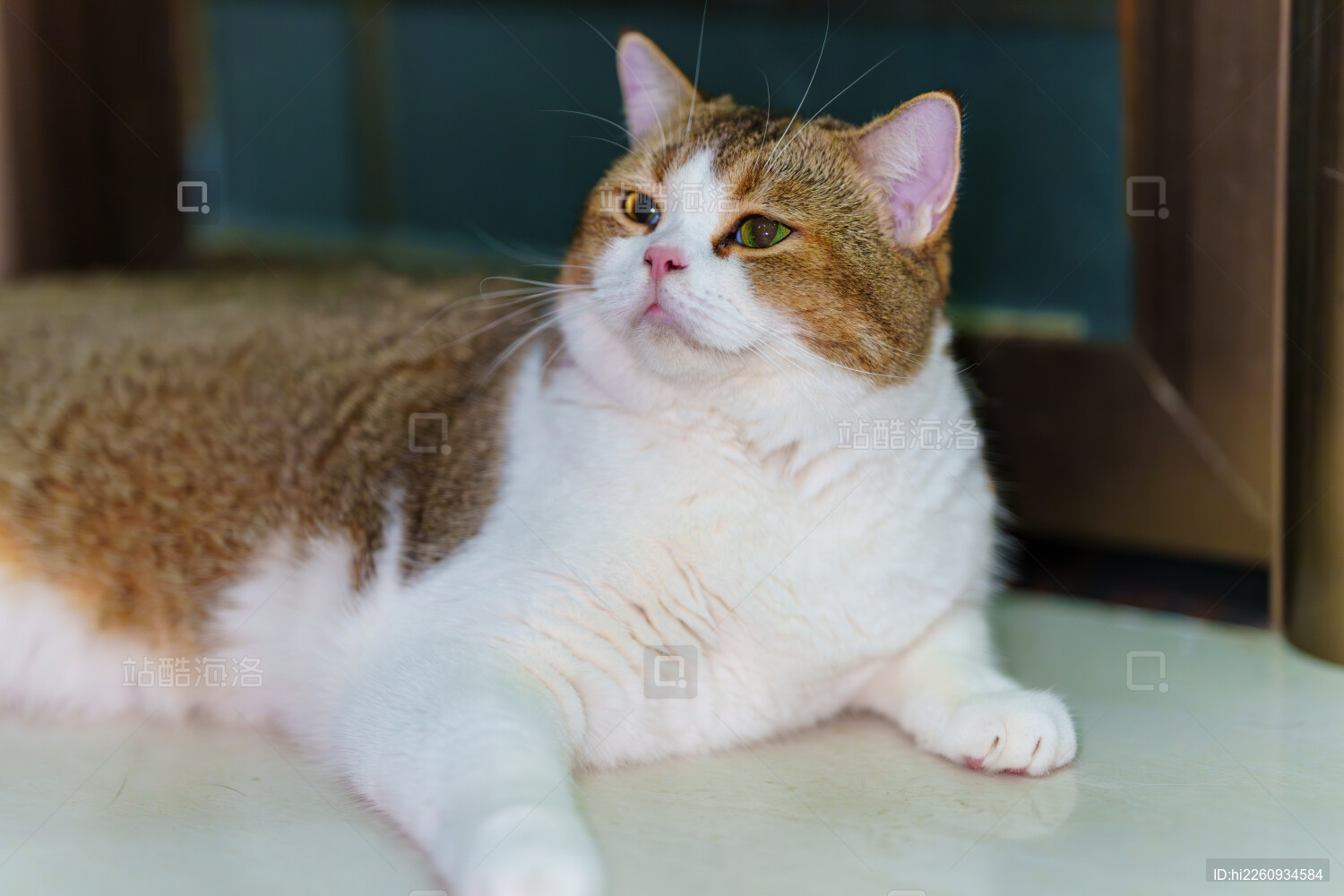 呆萌可爱的棕白猫咪